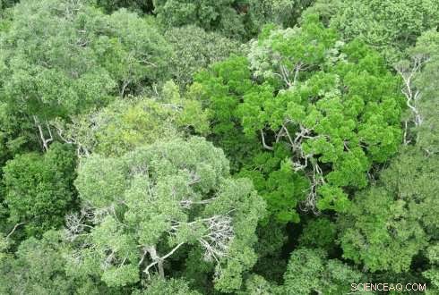 Amazon Rainforest Demonstrates Self‑Stabilizing Mechanisms During Drought, New Study Finds