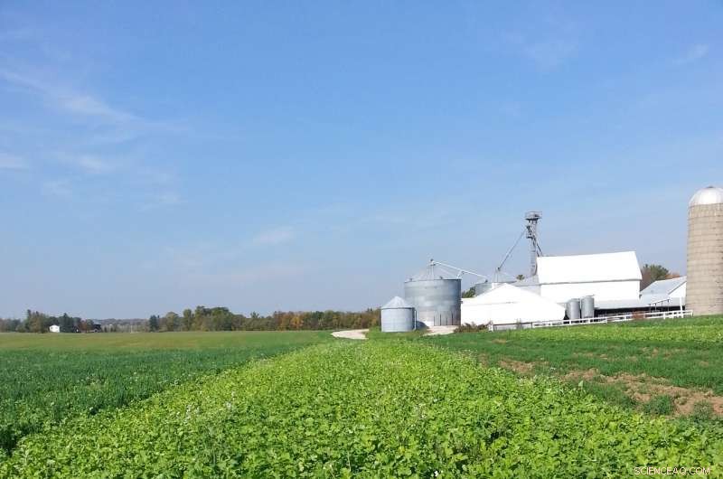 Radish Cover Crops Sequester Nitrogen, Uncovering New Soil Management Insights