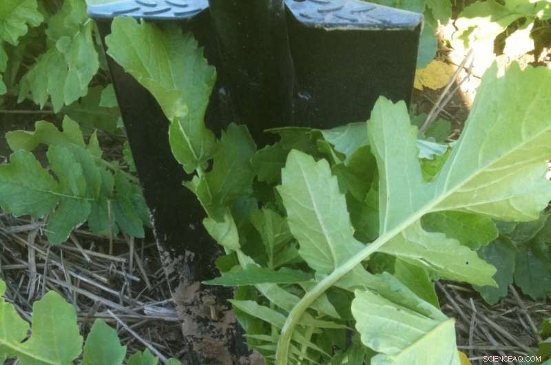 Radish Cover Crops Sequester Nitrogen, Uncovering New Soil Management Insights