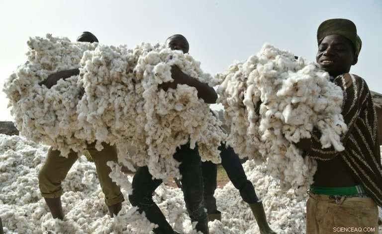 Ivory Coast Sees 25% Rise in Cotton Production, Aiming for Global Top 10