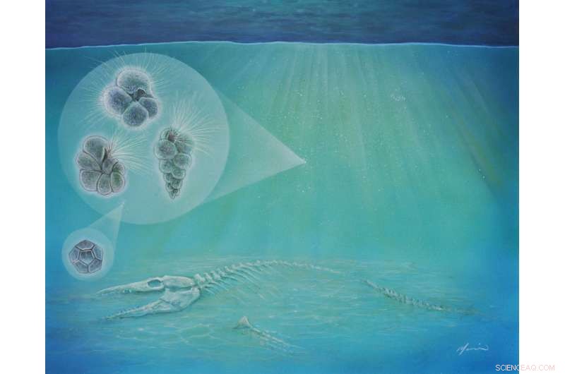 Rapid Biodiversity Recovery Observed at 66‑Million‑Year‑Old Asteroid Impact Site