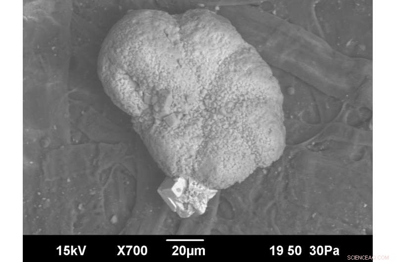 Rapid Biodiversity Recovery Observed at 66‑Million‑Year‑Old Asteroid Impact Site