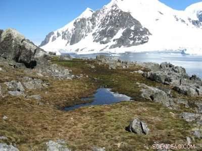 Antarctic Fungi Release Ancient Carbon, Illuminating Cold-Climate Soil Processes