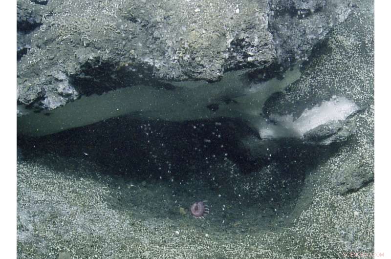 Scientists Map Extensive Methane Seeps Along Oregon Coast