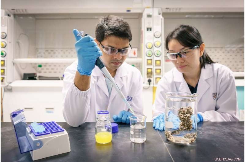 Nanoplastics Accumulate in Marine Life, Threatening Aquatic Food Chains