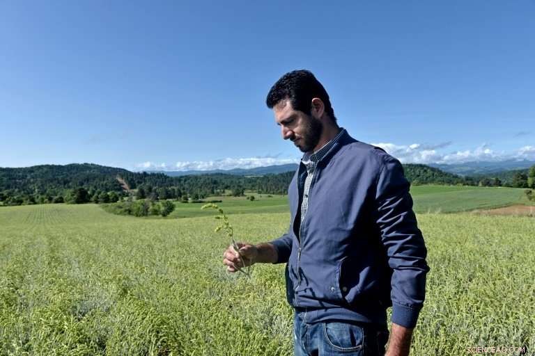 Greece Struggles to Protect Organic Tea Crops from Albanian Herb Theft