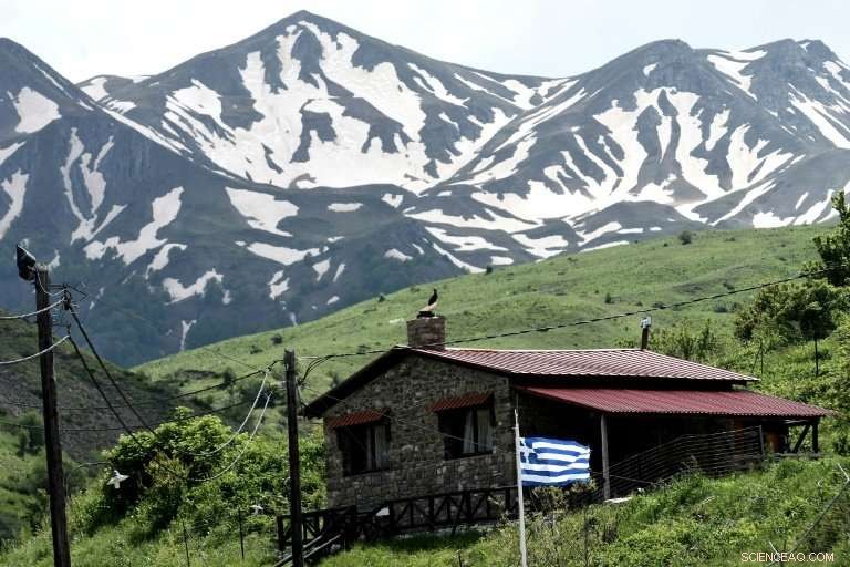 Greece Struggles to Protect Organic Tea Crops from Albanian Herb Theft