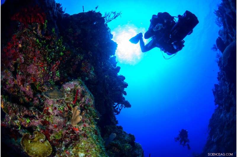 Revolutionary Device Safely Brings Deep-Sea Fishes to Surface