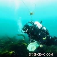 How Kelp Forests Combat Climate Change—and Why They re at Risk