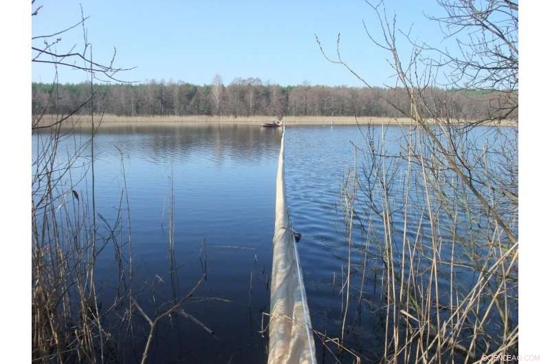 How Organism Size Distribution Reveals a Lake’s Energy Efficiency