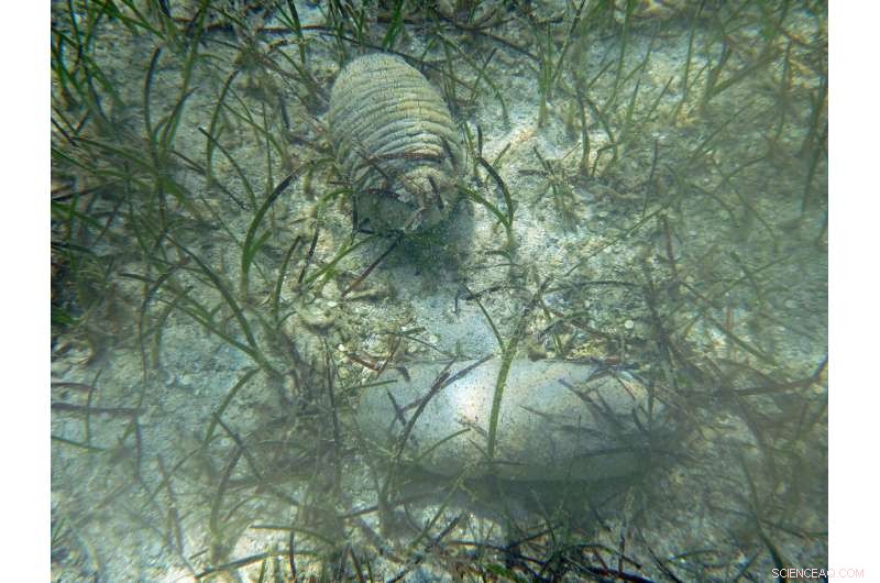 Study Reveals Removing Fiji s Sea Cucumbers Threatens Shallow Coastal Waters