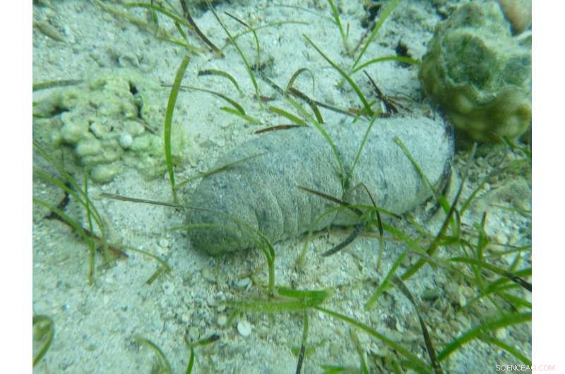 Study Reveals Removing Fiji s Sea Cucumbers Threatens Shallow Coastal Waters