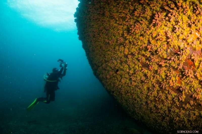 Invasive Coral Species Showcases Extraordinary Regenerative Power