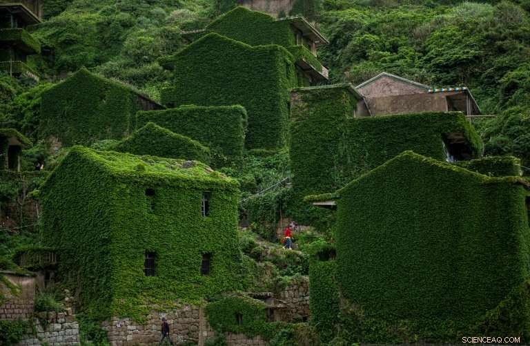 Nature Reclaims China’s Emerald Island: A Resurgent Wilderness