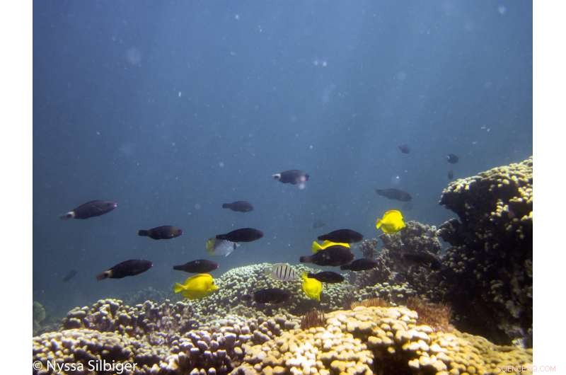 Nutrient Pollution Amplifies Ocean Acidification, Threatening Coral Reef Health