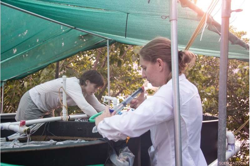 Nutrient Pollution Amplifies Ocean Acidification, Threatening Coral Reef Health