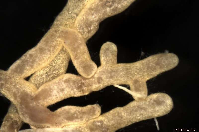 Pollution Threatens the Fungi That Nourish European Trees