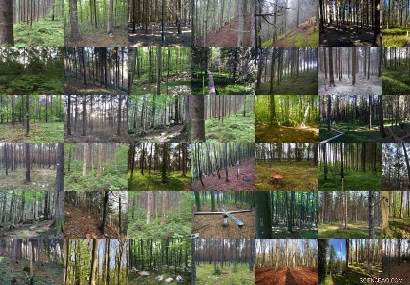 Pollution Threatens the Fungi That Nourish European Trees