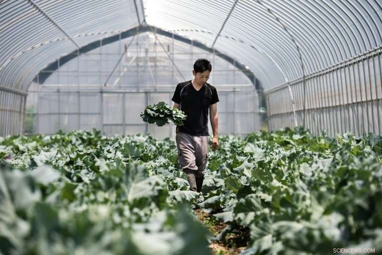 Japan s Organic Farmers Face Low Returns: Why the Pay is Little