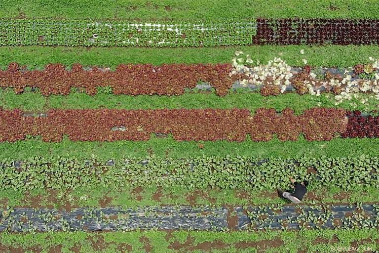 Japan s Organic Farmers Face Low Returns: Why the Pay is Little