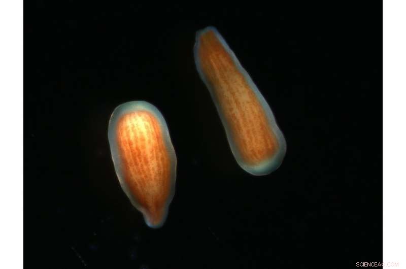 Groundbreaking Coral Study Reveals Unexpected Twist