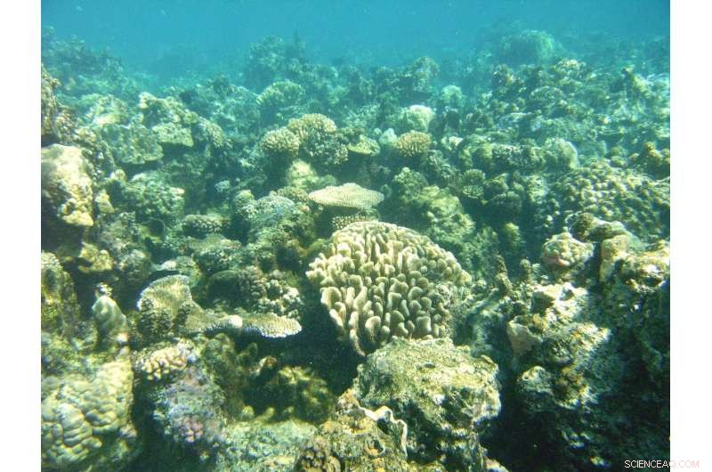 Groundbreaking Coral Study Reveals Unexpected Twist