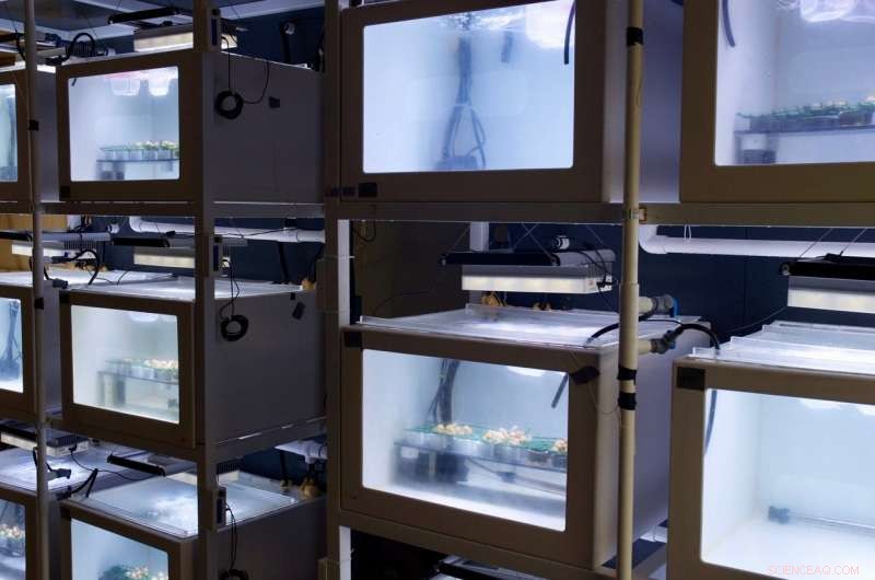 Groundbreaking Coral Study Reveals Unexpected Twist