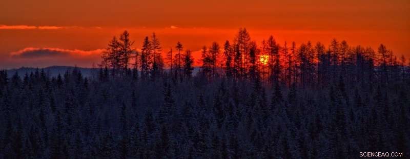 Nighttime Tree Activities Generate Charged Particles, Influencing Atmospheric Chemistry