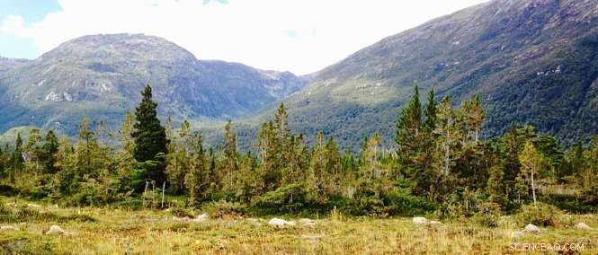 New Research Reveals Varied Climate Responses Across Global Tree Populations