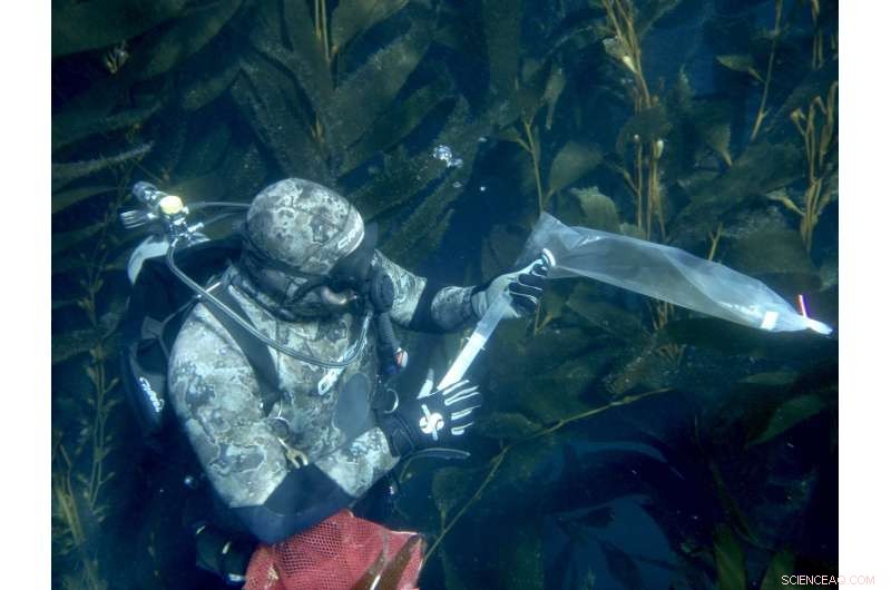 How Giant Kelp Adapts Its Diet Amid Nutrient Shortages