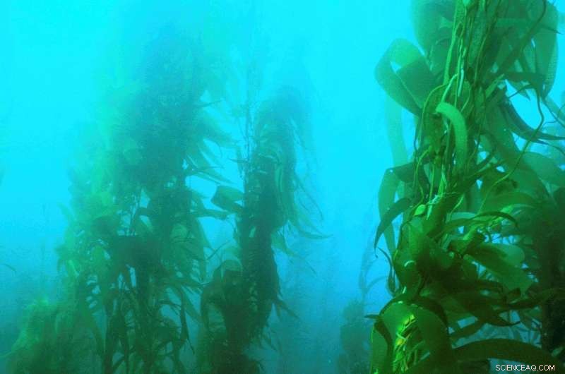 How Giant Kelp Adapts Its Diet Amid Nutrient Shortages