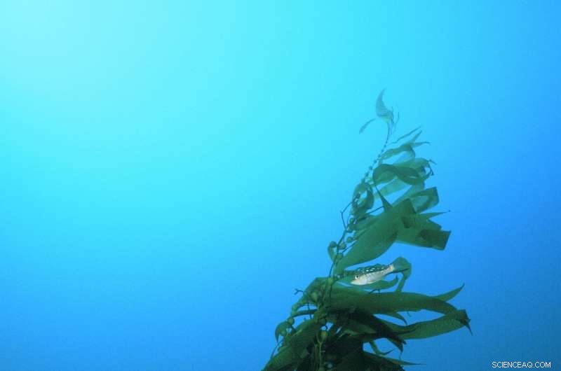 How Giant Kelp Adapts Its Diet Amid Nutrient Shortages