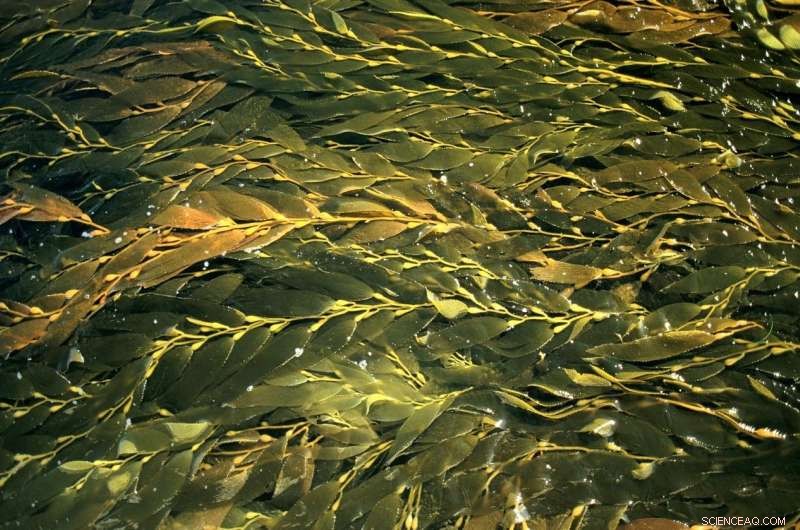 How Giant Kelp Adapts Its Diet Amid Nutrient Shortages