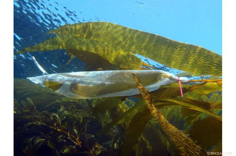 How Giant Kelp Adapts Its Diet Amid Nutrient Shortages