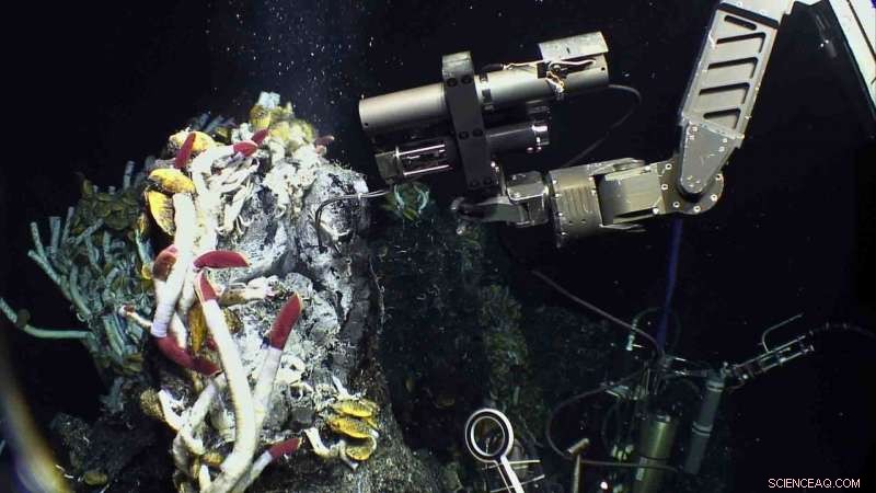 Fueling a Deep-Sea Ecosystem: How Highly Productive Microbes Power Life in the Abyss