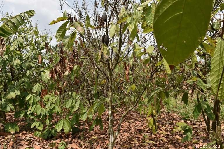Ivory Coast to Remove 100,000 Hectares of Cocoa Trees to Combat Virus