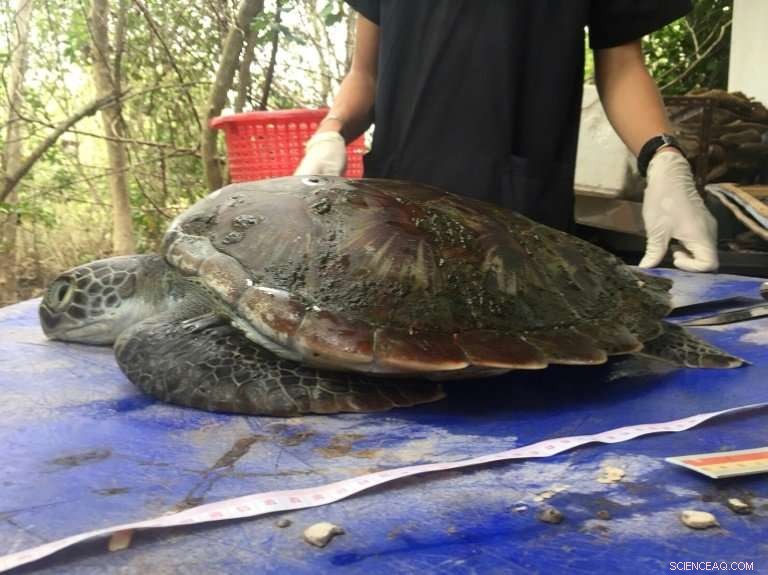 Green Turtle in Thailand Reveals Plastic Pollution Crisis