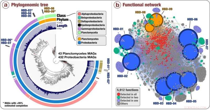New Study Reveals Abundant, Novel Nitrogen‑Fixing Microbes in Surface Ocean