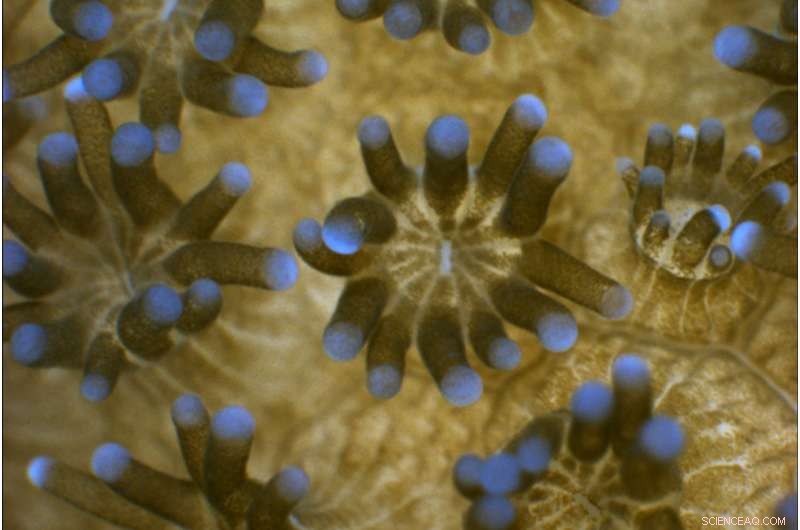 Innovative Coral Strategies for Thriving Amid Ocean Acidification