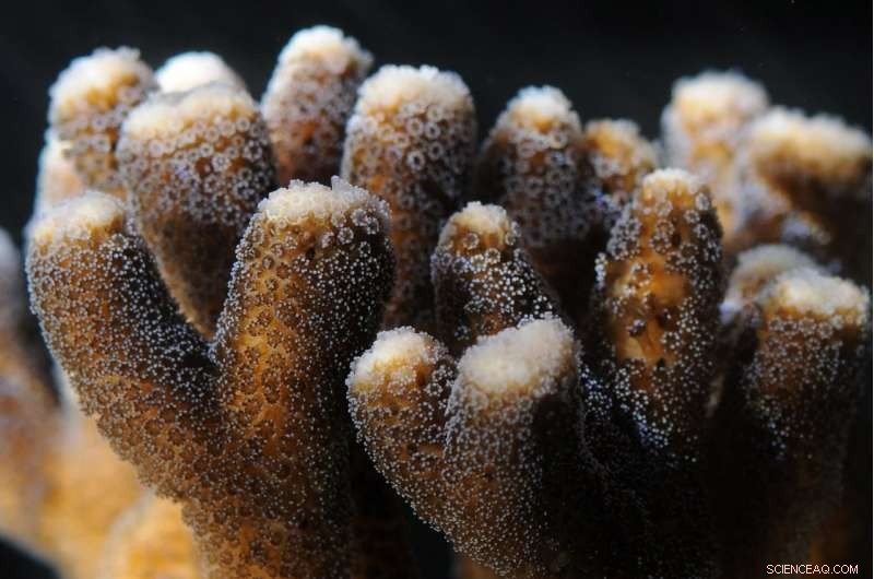 Innovative Coral Strategies for Thriving Amid Ocean Acidification