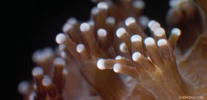 Innovative Coral Strategies for Thriving Amid Ocean Acidification