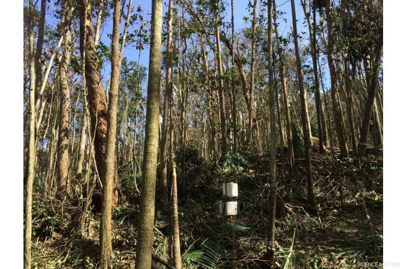 How Hurricanes Foster Resilience in Puerto Rico s Tropical Forests
