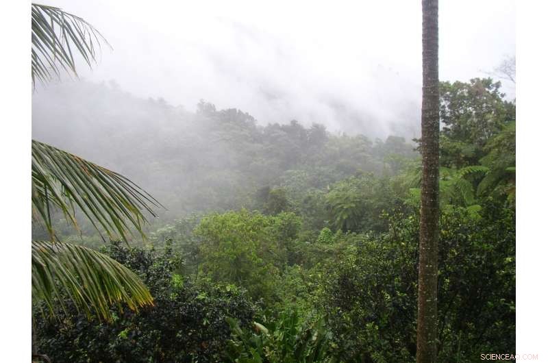 How Hurricanes Foster Resilience in Puerto Rico s Tropical Forests