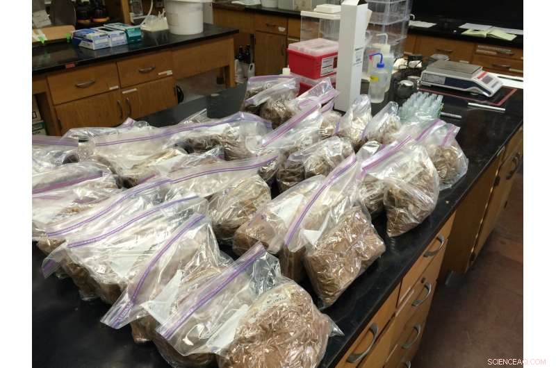 How Hurricanes Foster Resilience in Puerto Rico s Tropical Forests