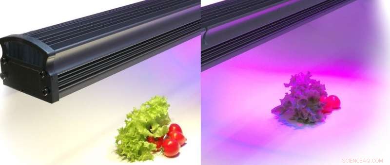 Indoor Farming: Precision Light Techniques Enhance Food Flavor