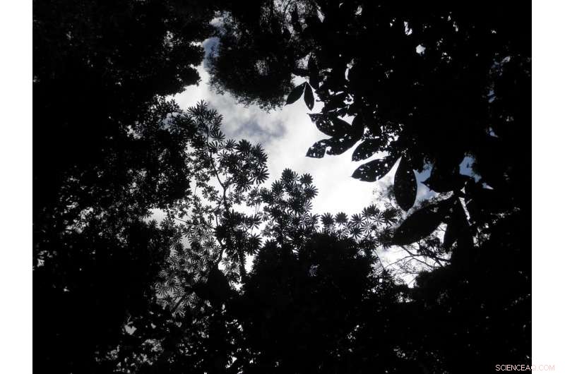 NASA’s 3D Amazon Map Reveals El Niño Drought Impact