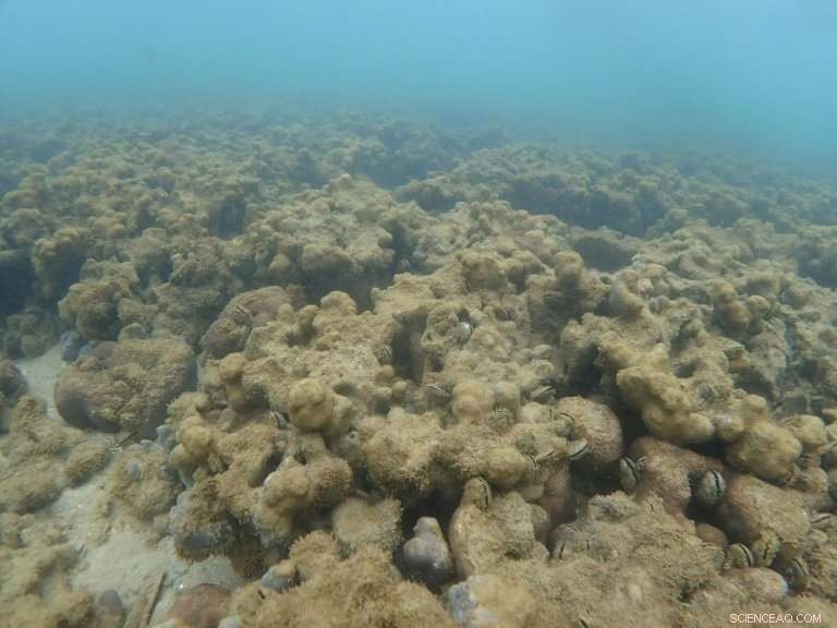 Study Shows Flood Damage Could Double Without Coral Reefs