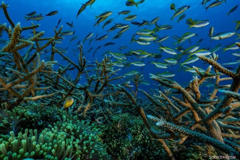 Study Shows Flood Damage Could Double Without Coral Reefs