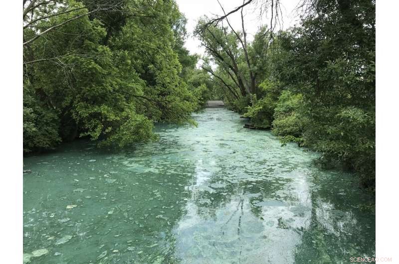 Heavy Rains and Manure Fuel Algae Blooms in Lake Mendota