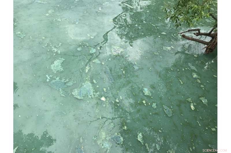 Heavy Rains and Manure Fuel Algae Blooms in Lake Mendota
